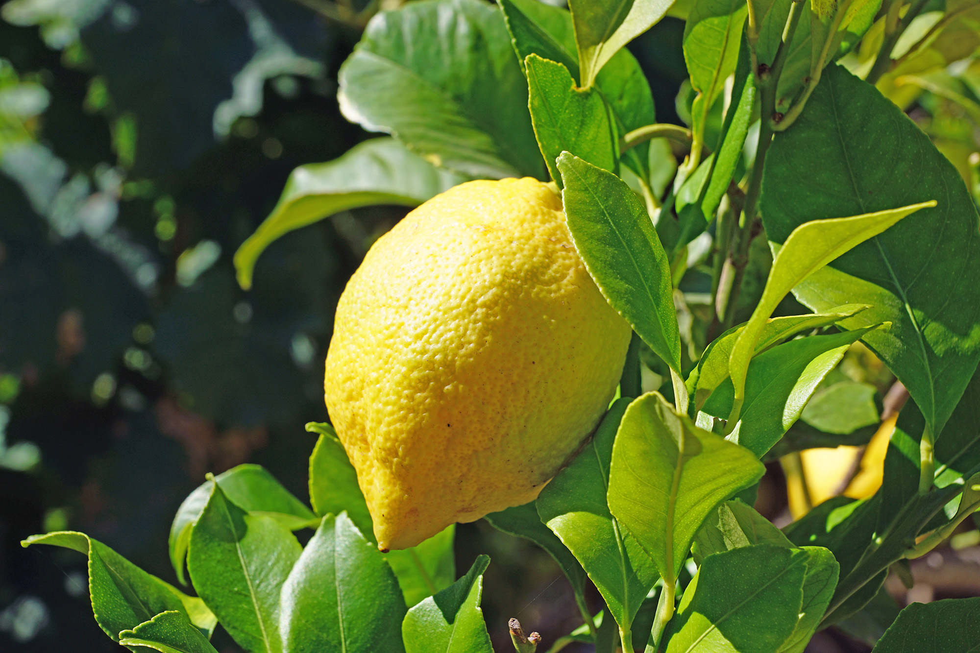 Natural lemon elixens