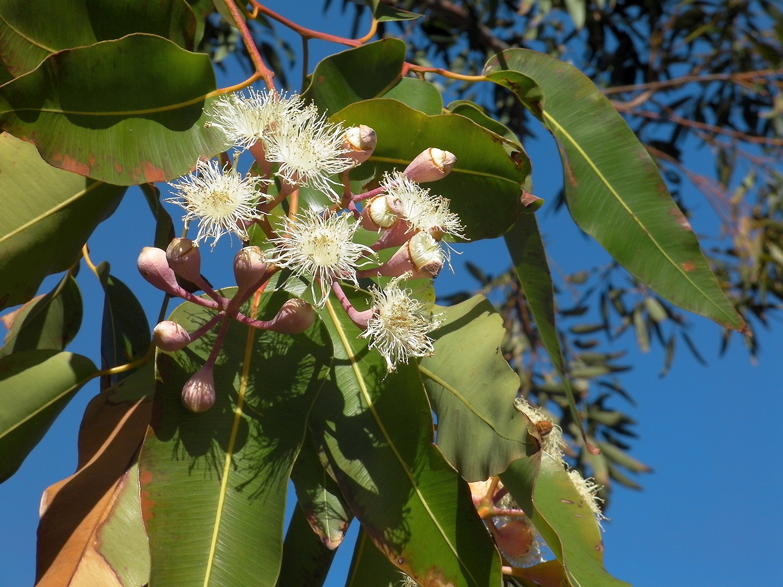 Huile Essentielle Bio d'Eucalyptus globulus - Lueur du Sud
