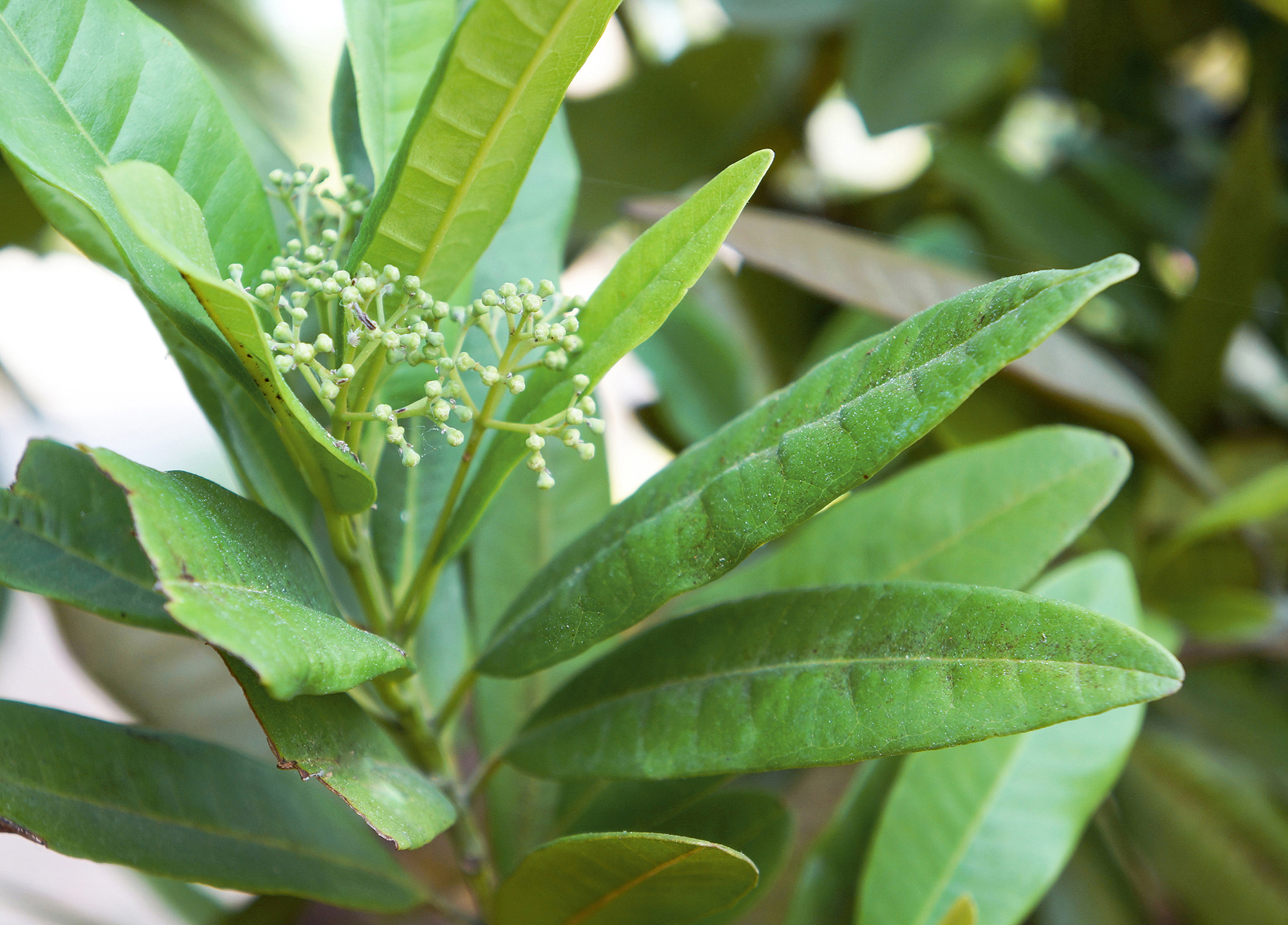 Pimento leaves essential oil jamaica